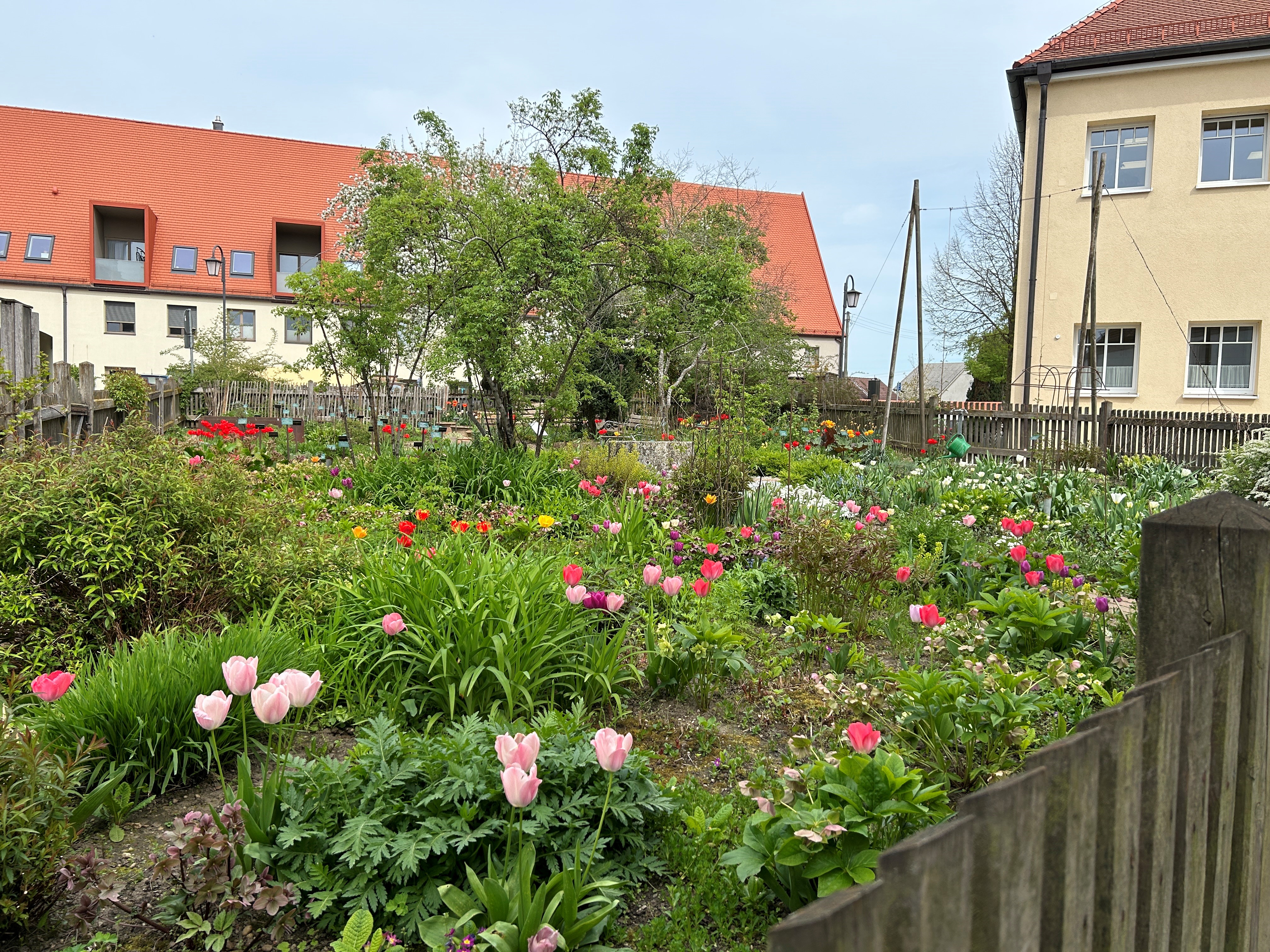 Tulpen Klostergarten